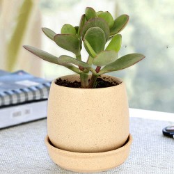 Crassula plant in cream round ceramic pot
